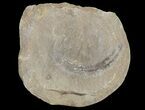 Astreptoscolex Fossil Worm (Pos/Neg) - Mazon Creek #70601-2